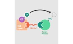 Model PROTAC - Proteolysis Targeting Chimera