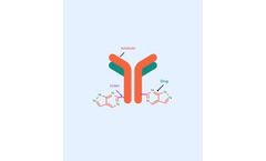 Antibody-Drug Conjugate - ADC