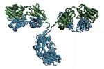 Abologix - Model JAM-C - Junction Adhesion Molecule C Antibodies for Cancer Patients