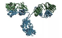 Abologix - Model JAM-C - Junction Adhesion Molecule C Antibodies for Cancer Patients