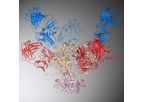 Frontier - Model FB1002 - Novel Broad-Spectrum HIV Neutralizing Antibody