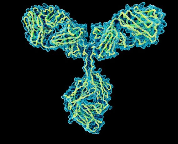 Lys - Model Glunomab / Glunozumab - Monoclonal Antibody