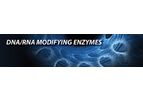 Molecular - DNA/RNA Modifying Nucleic Acid Enzymes