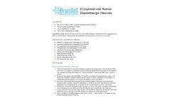BrainXell - Cryopreserved Human Dopaminergic Neurons - Datasheet
