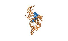 Base4 - Exploiting RNA  Structural Dynamics