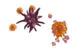 ACD - Immune Effector Cells