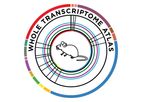GeoMx - Mouse Whole Transcriptome Atlas RNA Assay