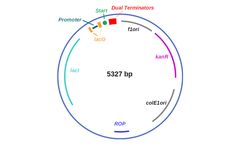 Clean Genome - Model pSX2 - Expression Vector