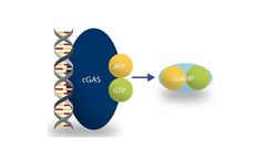 Recombinant cGAS Enzyme