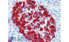 IHC-plus - Model LS-B2526 - Polyclonal Rabbit anti-Human Insulin Antibody (IHC, IF)