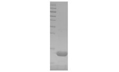 Fine Test - Recombinant Mouse TXN Protein