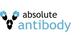 Antibody Humanization Service