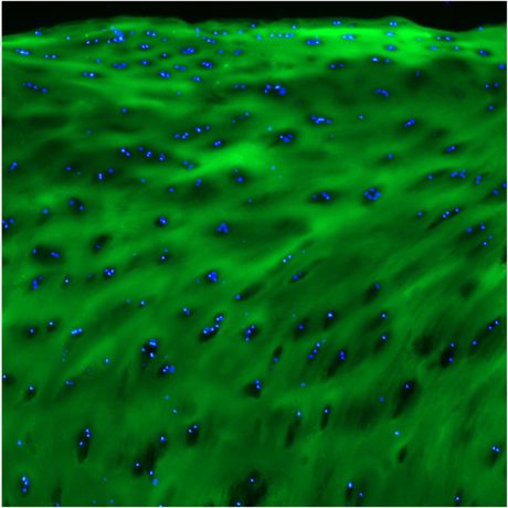 3Helix - Model F-CHP - Collagen Hybridizing Peptide, 5-FAM Conjugate