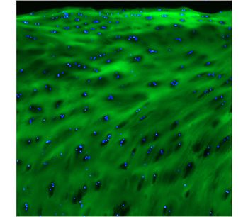 3Helix - Model F-CHP - Collagen Hybridizing Peptide, 5-FAM Conjugate