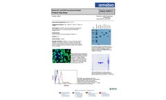 AMSBIO - Model TA50011-1 - Clone OTI4C5, Anti-DDK (FLAG) Monoclonal Antibody Datasheet