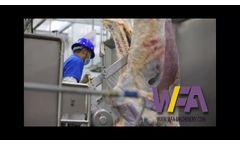 WFA Manufactured Meat Slaughtering Equipment for How to Split a Bull with Butcher Saw - Video