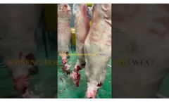 Cattle Slaughtering Machines Meat Processing Line for Cattle Slaughter House - Video