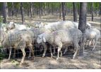 DongXin - Sheep & Goat Fence