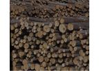 Cameroon - Small Wood Orders Services