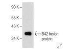 Santa-Cruz - Model B42- sc-377101 - Primary Antibodies