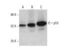 Santa Cruz Biotechnology, Inc. - Monoclonal Anti-p53 Antibody (DO-1) for Wild Type and Mutant p53 Detection