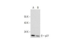 Santa Cruz Biotechnology, Inc. - Dibutyryl-cAMP