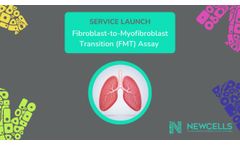 Introducing our Fibroblast-to-Myofibroblast Transition (FMT) Assay - Video