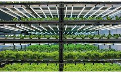 Indoor Vertical Farms