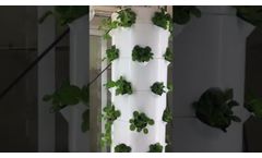 Hydroponics tower crop growing in better condition - Video