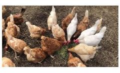 Fodder Feeding System - Grow Fresh Fodder For Chickens