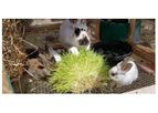 Fodder Feeding System - Grow Fresh Fodder For Rabbits