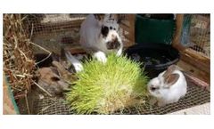 Fodder Feeding System - Grow Fresh Fodder For Rabbits