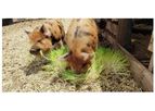 Fodder Feeding System - Grow Fresh Fodder For Pigs