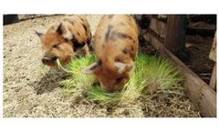 Fodder Feeding System - Grow Fresh Fodder For Pigs