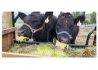 Fodder Feeding System - Grow Fresh Fodder For cattle