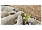 Fodder Feeding System - Grow Fresh Fodder For Sheep & Lambs