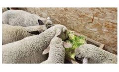 Fodder Feeding System - Grow Fresh Fodder For Sheep & Lambs