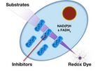 Mitochondrial Function Assays with MitoPlates