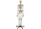 Rudiger-Anatomie - Model A200 - Anatomical Model - Skeleton