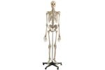 Rudiger-Anatomie - Model A200 - Anatomical Model - Skeleton