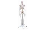 Rudiger-Anatomie - Model Azubi2000 - Human Skeleton