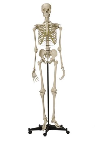 Rudiger-Anatomie - Model A200.4 - Anatomical Model - Skeleton with white Snap Skull
