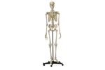 Rudiger-Anatomie - Model A200.4 - Anatomical Model - Skeleton with white Snap Skull