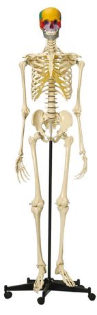 Rudiger-Anatomie - Model A200.5 - Anatomical Model - Skeleton with Coloured Snap Skull