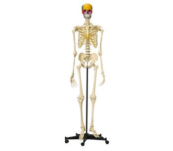 Rudiger-Anatomie - Model A200.5 - Anatomical Model - Skeleton with Coloured Snap Skull