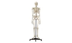 Rudiger-Anatomie - Model A200.6 - Anatomical Model - Safety Skeleton