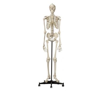 Rudiger-Anatomie - Model A200.6 - Anatomical Model - Safety Skeleton