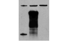 Rabbit TrueBlot - Model 18-8816-31 - Unique Horseradish Peroxidase Conjugated Anti-Rabbit IgG Monoclonal Secondary Antibody