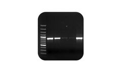 Apple Proliferation Group Phytoplasma PCR