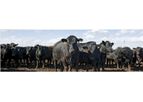 CleanGreen BioTec - Premium Bacterial Package for Livestock